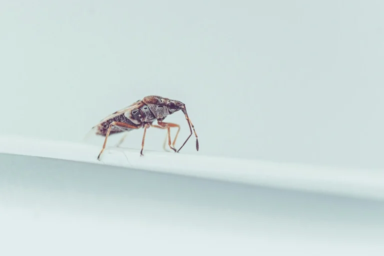 Detalle ampliado del Insecto chinche en cama.