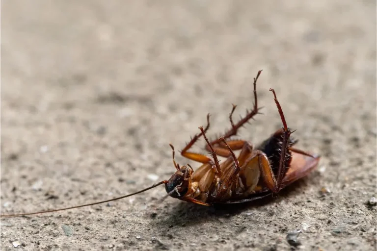 Cucaracha muerta, resultado del servicio de desinsectación de cucarachas en Barcelona.