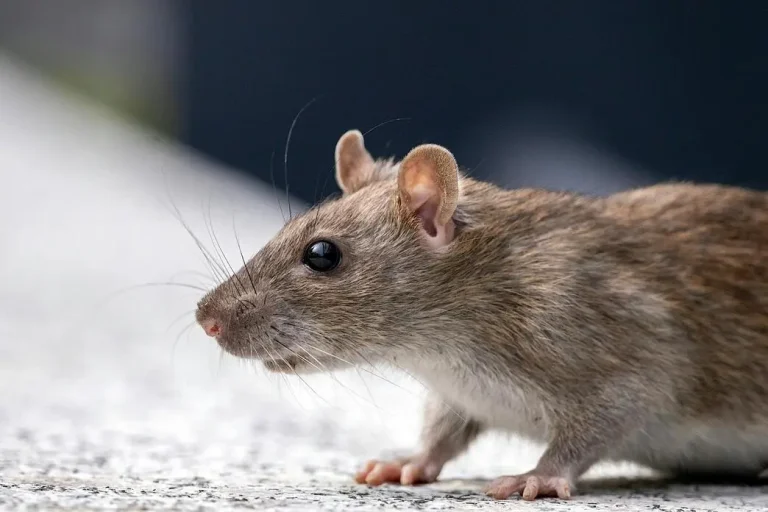Rata común encontrada en servicios de desratización en Barcelona.