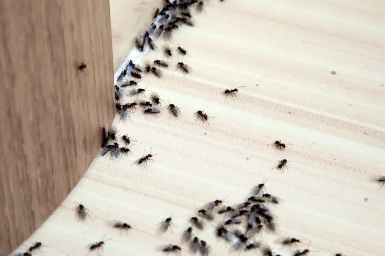 Plaga de hormigas voladoras en casa particular en Barcelona.