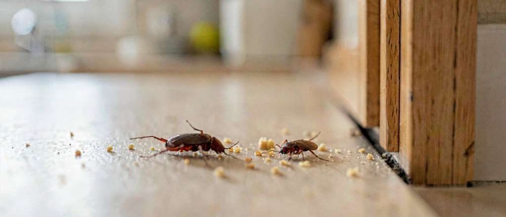 Dos Cucarachas en casa comiendo restos de comida en la cocina.